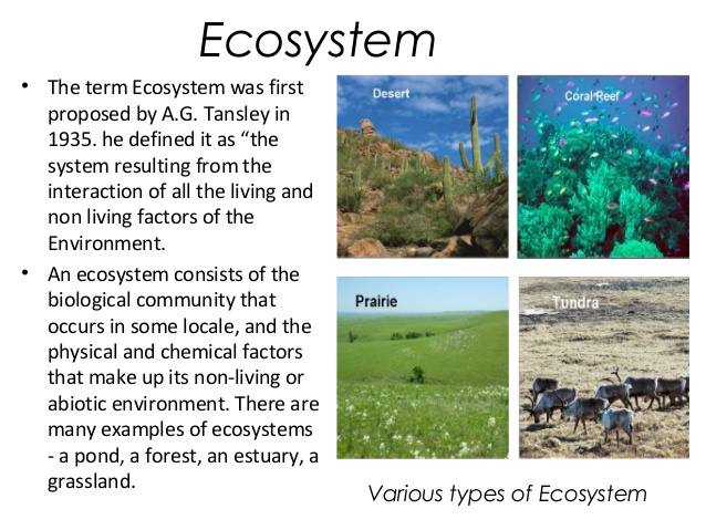 terrestrial ecology definition